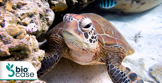 Todo lo que debemos saber sobre las tortugas marinas
