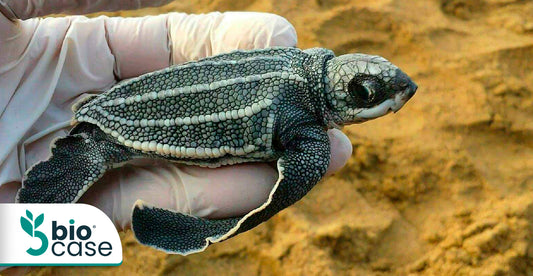 Las especies de tortugas en peligro en México